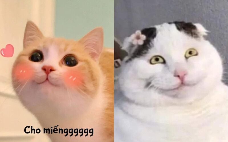 Meme mèo cười mỉm/cute