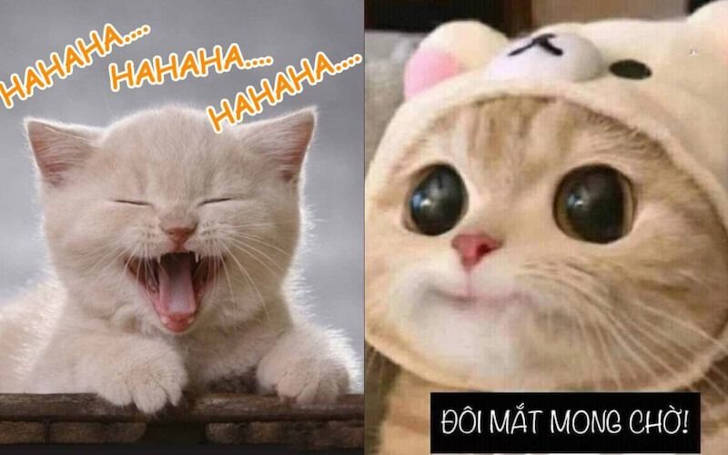 Meme mèo cười mỉm/cute