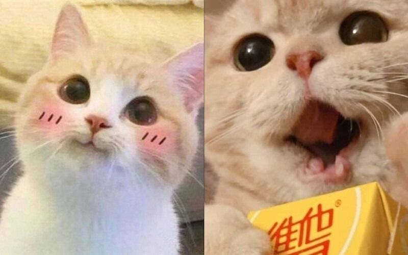 Meme mèo cười mỉm/cute