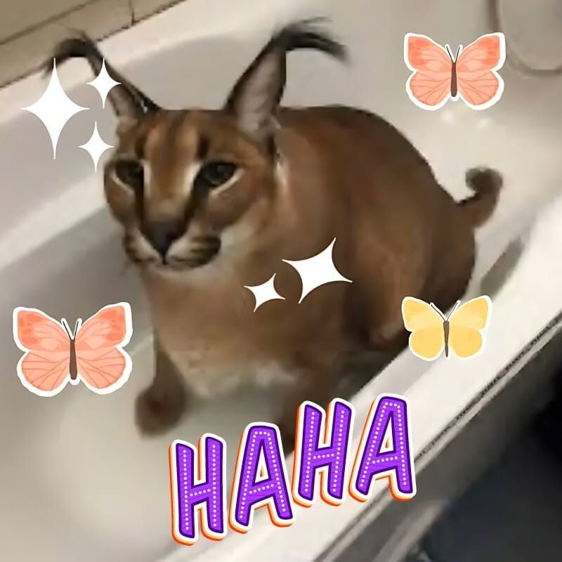 Meme mèo cười haha/hehe