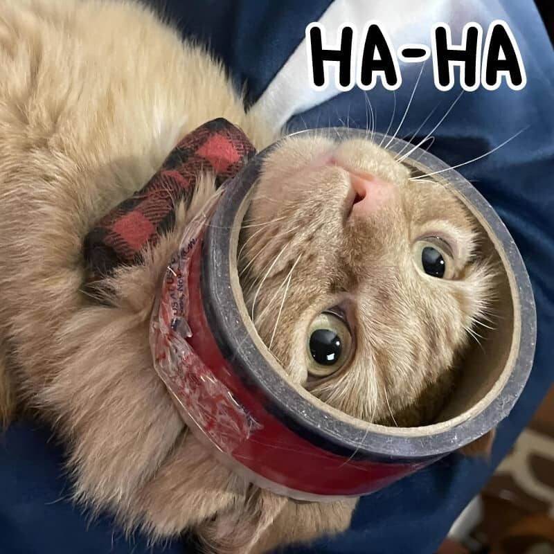 Meme mèo cười haha/hehe