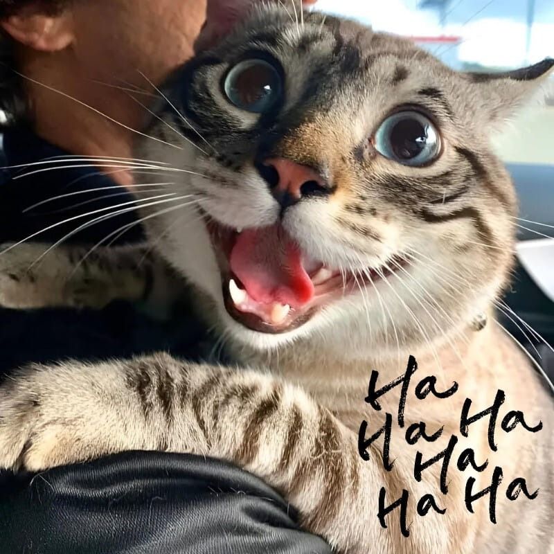 Meme mèo cười haha/hehe