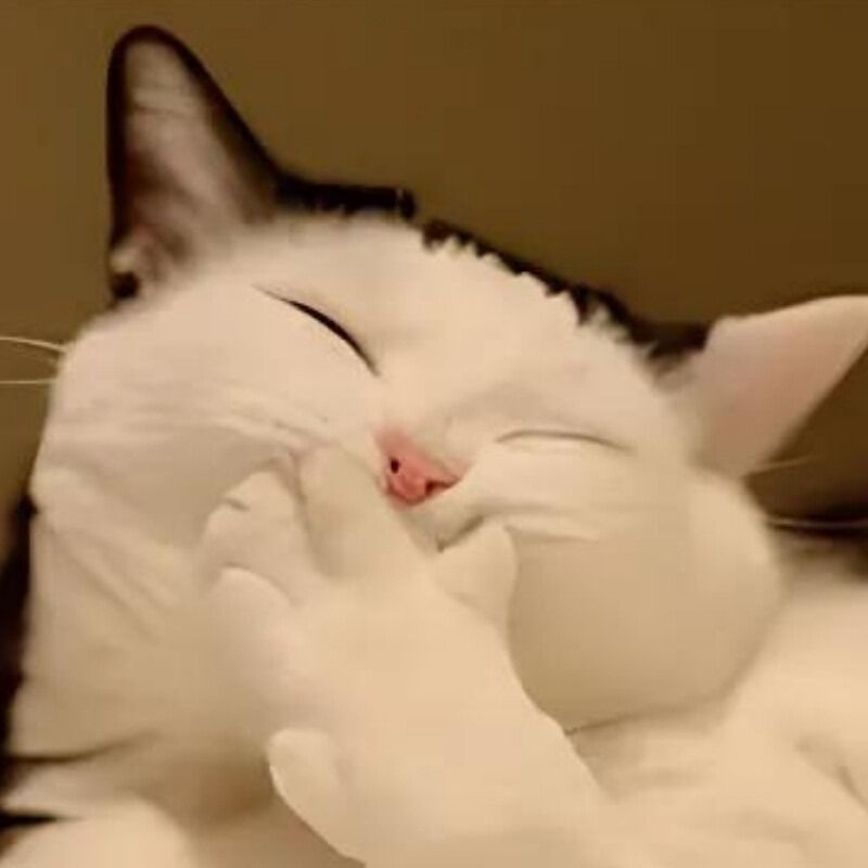 Meme mèo cười che miệng