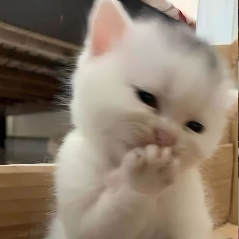 Meme mèo cười che miệng