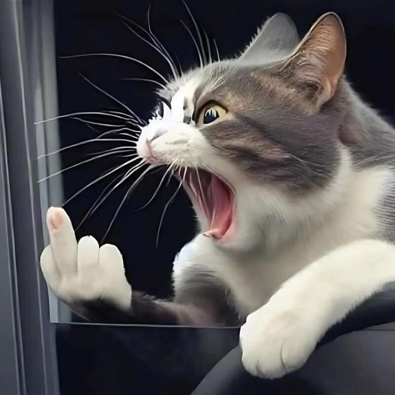 Meme mèo cười chỉ tay
