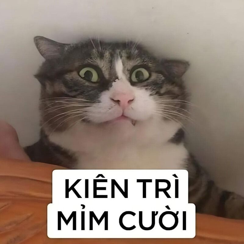 Meme mèo cười đểu/nhếch mép