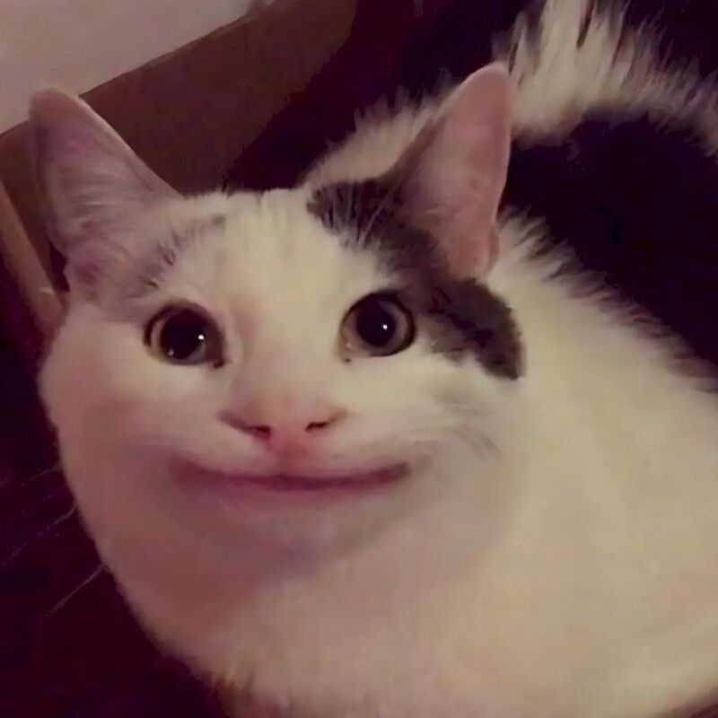 Meme mèo cười đểu/nhếch mép