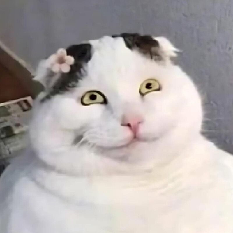 Meme mèo cười đểu/nhếch mép