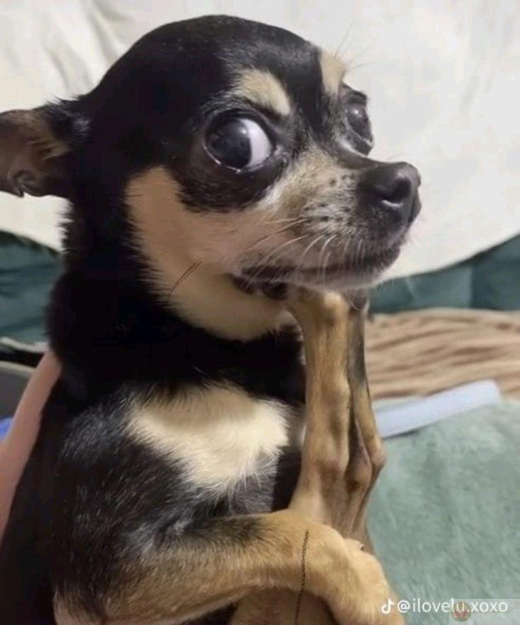 Biểu cảm lườm ngẫu nhiên bất ngờ trở thành nguồn cảm hứng ảnh chế lan truyền