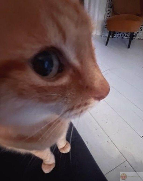 Loạt ảnh chế lườm viral nhờ biểu cảm khó đỡ lan truyền khắp các group chat