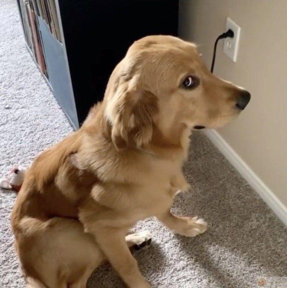 Meme lườm cute mang đến sự kết hợp vừa đáng yêu vừa buồn cười rất tự nhiên