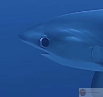 Meme lườm đáng yêu cho thấy ánh mắt nghiêm nghị cũng có thể buồn cười