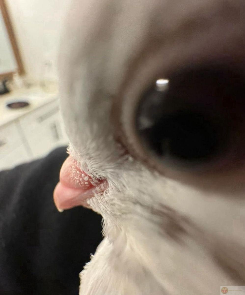 Meme lườm dí dỏm trở thành sticker quen thuộc trong bình luận hài hước hằng ngày