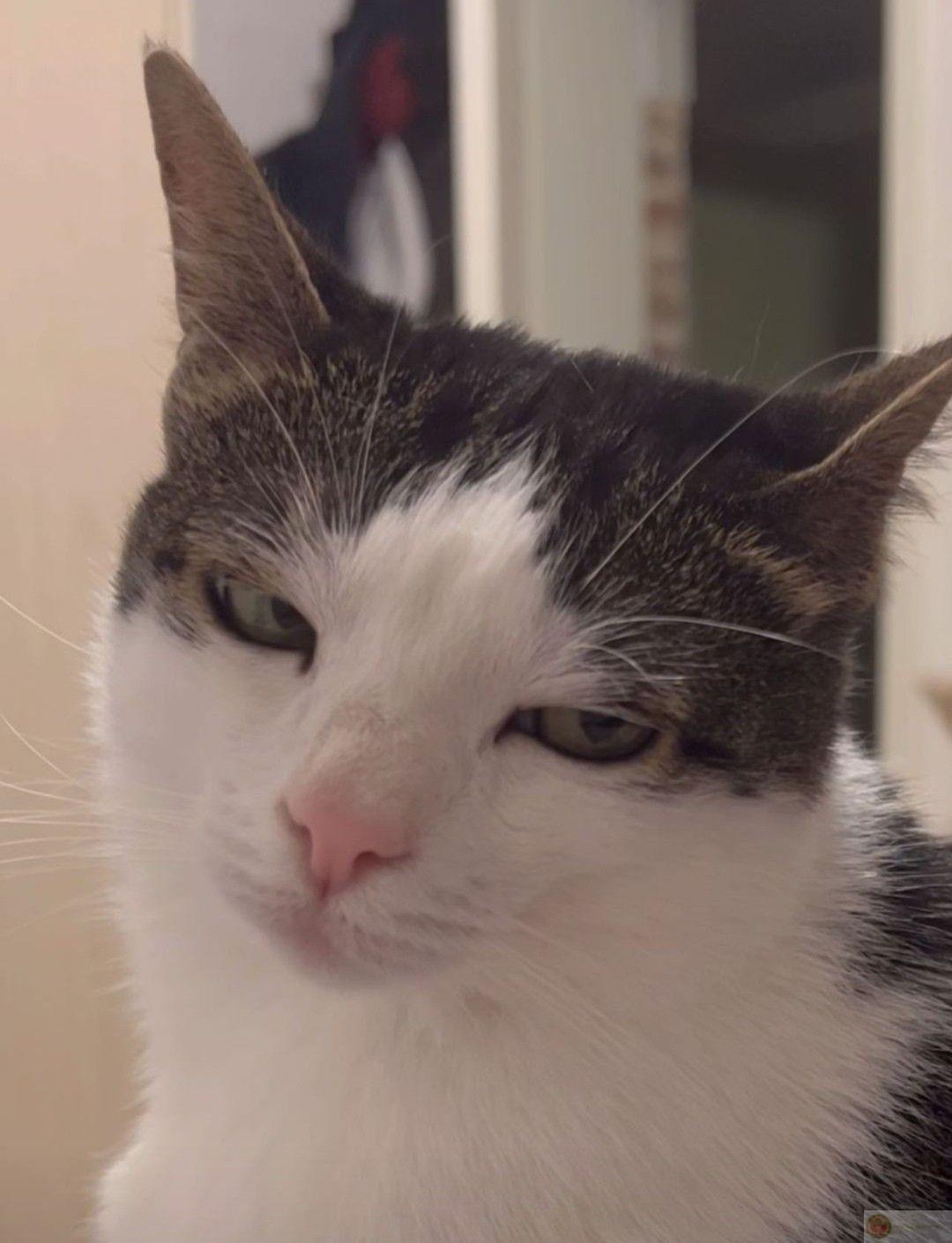 Meme lườm lầy lội luôn xuất hiện trong bình luận dạo để tăng sự dí dỏm