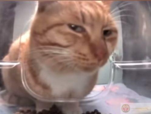 Một ánh mắt lườm thờ ơ đôi khi lại khiến dân mạng cười nghiêng ngả vì quá hợp tình