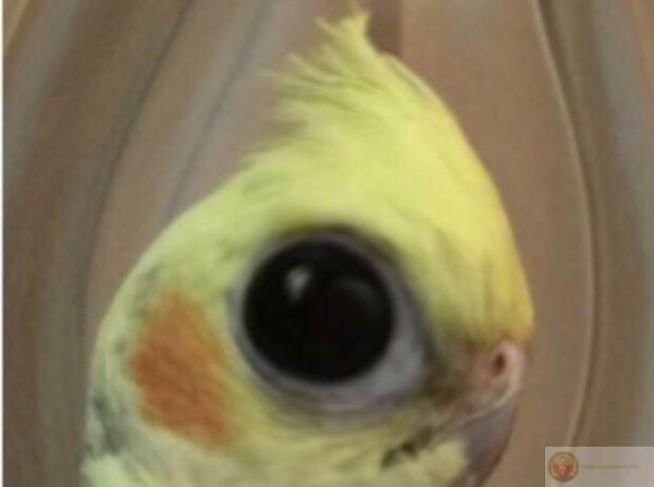 Ảnh chế ánh mắt lườm khiến cư dân mạng chia sẻ rần rần vì quá vui nhộn