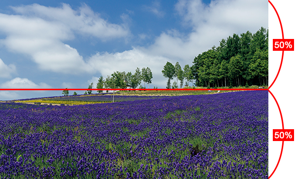Lavender field, trees and sky