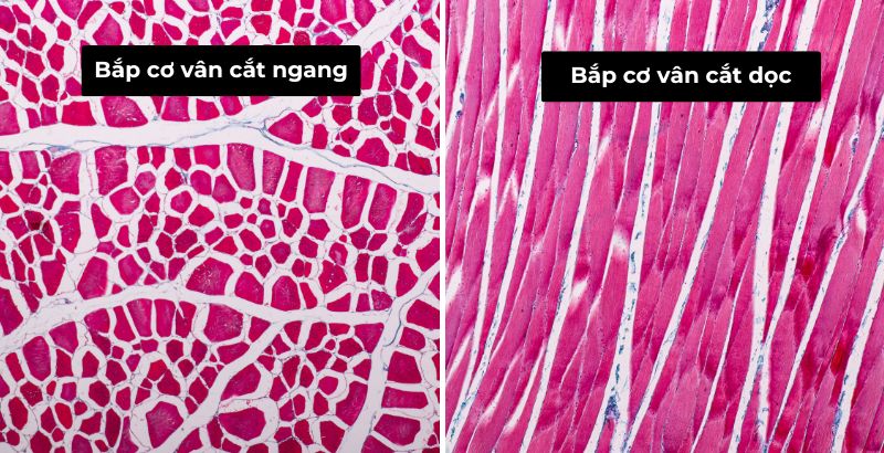 bắp cơ vân có hình dạng như thế nào