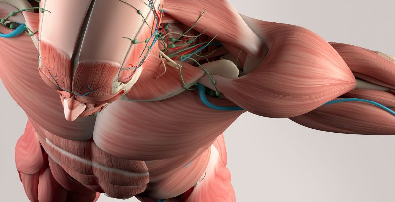 bắp cơ vân có hình dạng như thế nào