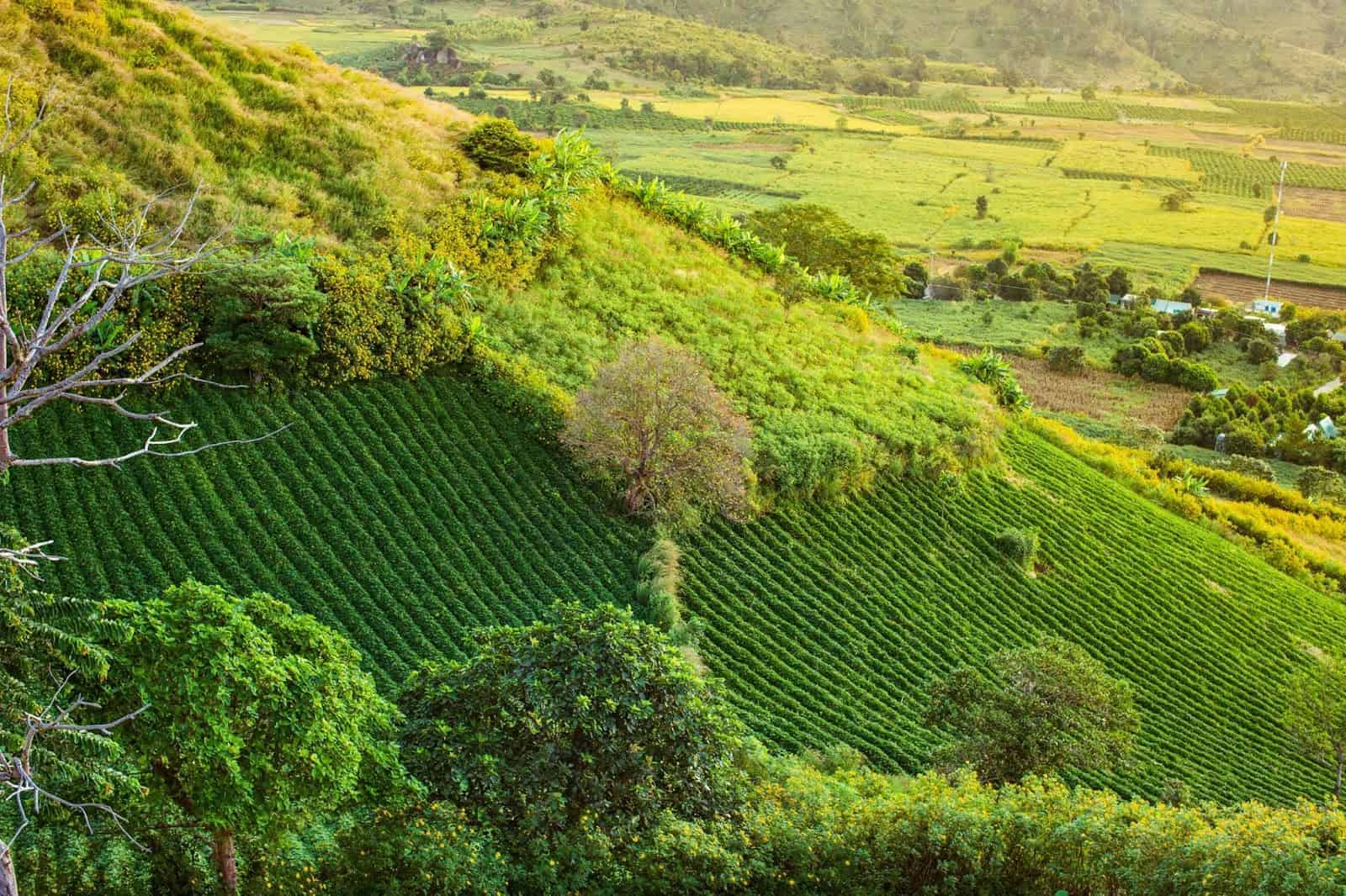 Biện pháp bảo vệ đất trồng ở đồi núi nước ta là gì? Mục đích của từng biện pháp