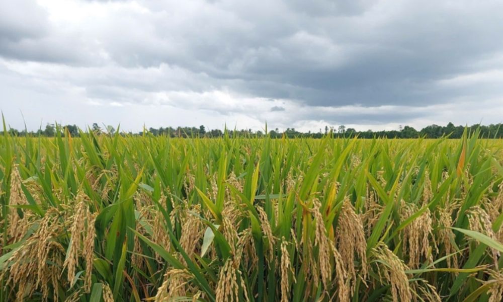 Bón phân cho lúa đúng cách: Tối ưu năng suất, tiết kiệm chi phí