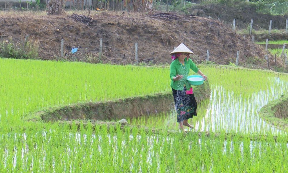 Bón phân cho lúa đúng cách: Tối ưu năng suất, tiết kiệm chi phí
