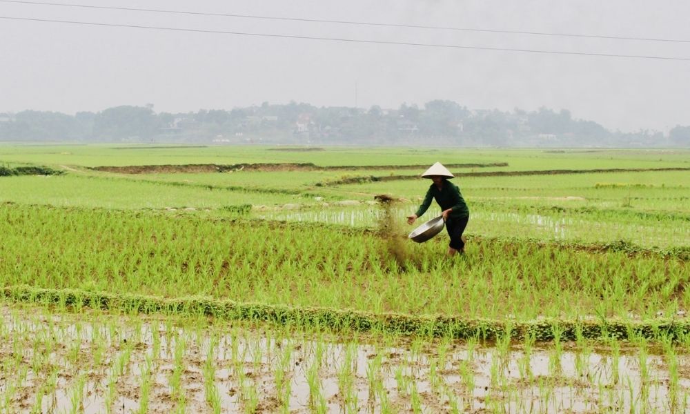 Bón phân cho lúa đúng cách: Tối ưu năng suất, tiết kiệm chi phí