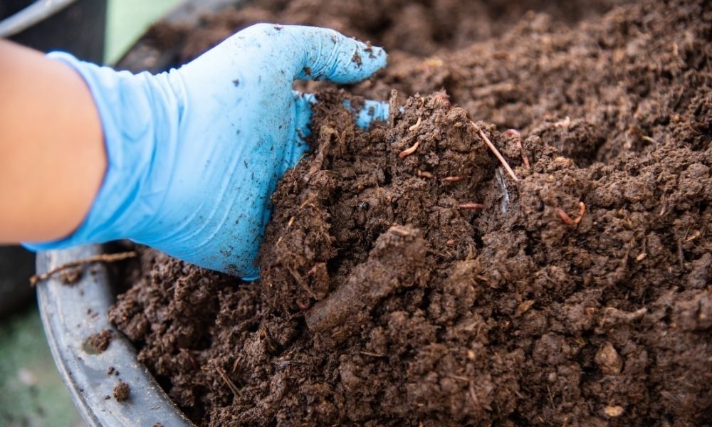 Bón phân cho lúa đúng cách: Tối ưu năng suất, tiết kiệm chi phí