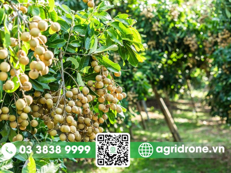 5 phương pháp bón phân cho nhãn tăng chất lượng trái, giữ đất phì nhiêu