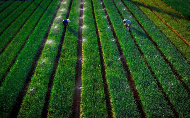 Các giải pháp cải thiện đất nông nghiệp bị bạc màu