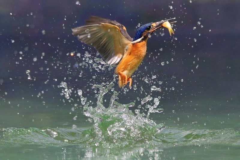 San-moi-la-hoat-dong-chinh-cua-loai-di-duong