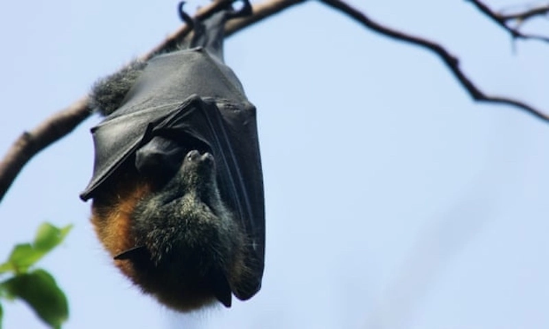 Doi-bat-dau-ngu-dong-vao-thang-10-11-de-tranh-ret