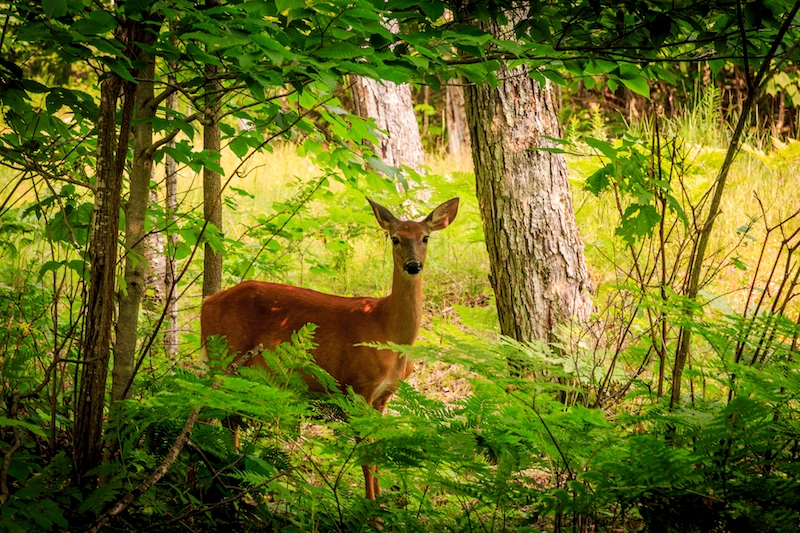 2026 Hệ sinh thái là gì? Vai trò và ý nghĩa của hệ sinh thái