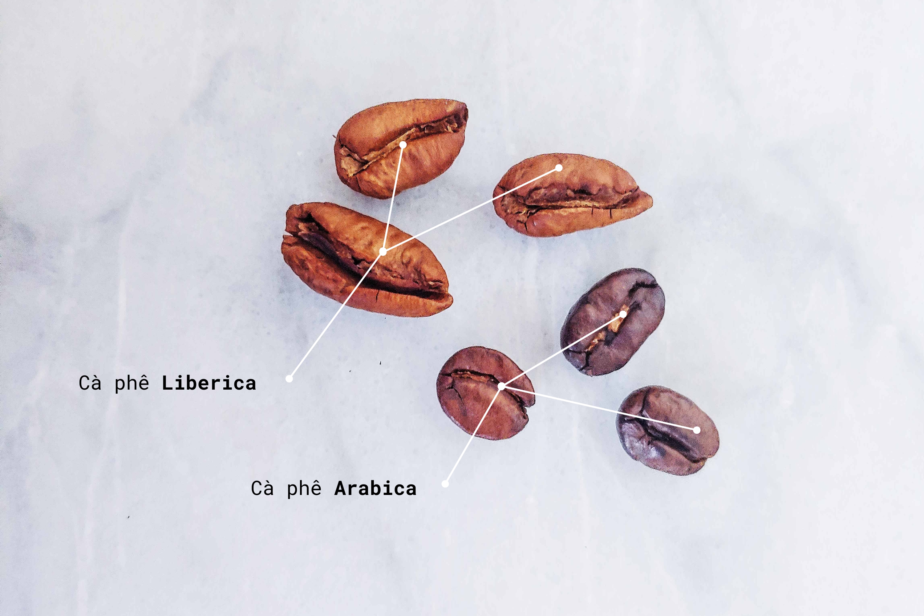 Tương lai của Liberica (cà phê mít)