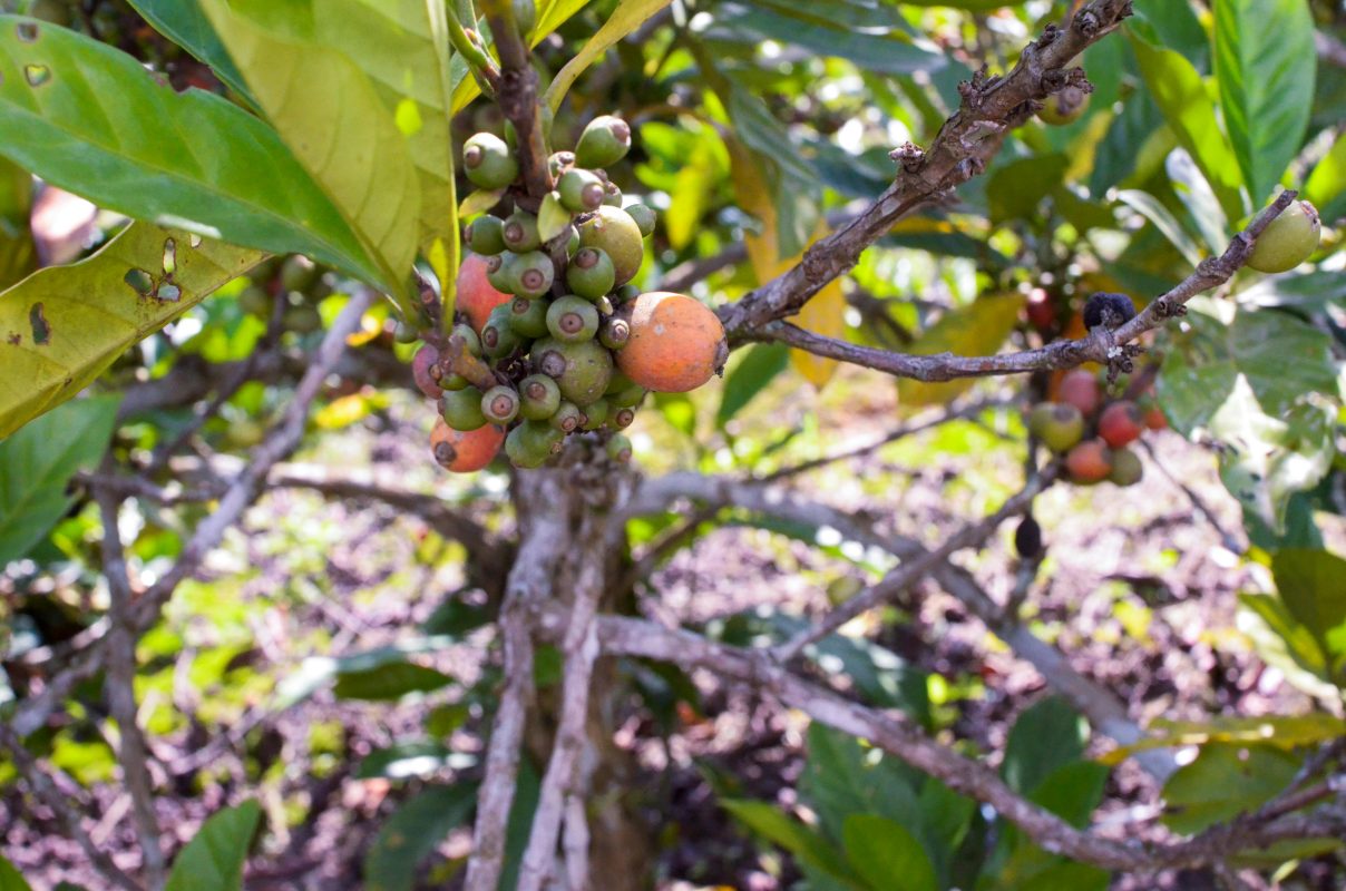 Cà phê Liberica -Nguồn gốc & Đặc điểm sinh vật học