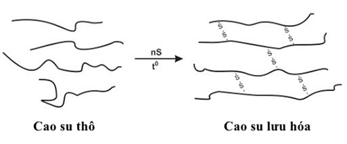 Lưu hóa tạo nên mạng liên kết ngang không gian ba chiều của các mạch cao su