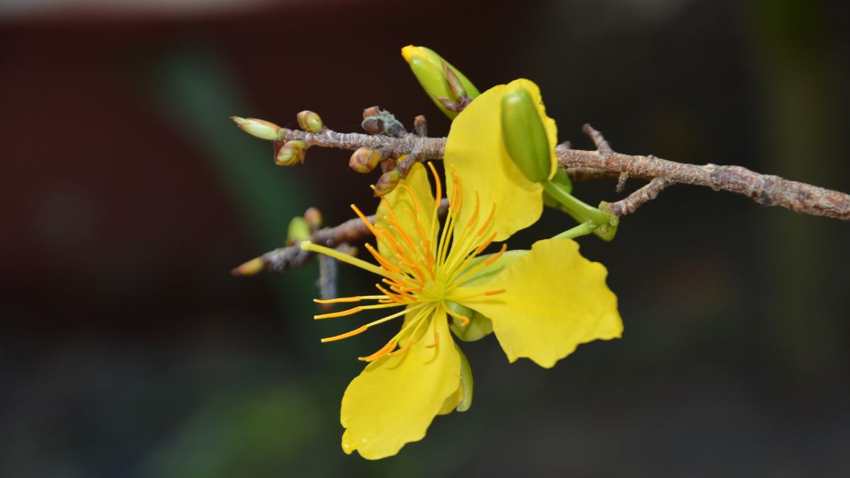 Câu đố vui ngày Tết