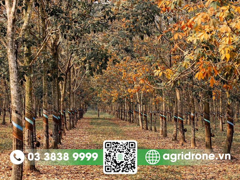 Cây cao su cần điều kiện khí hậu nào