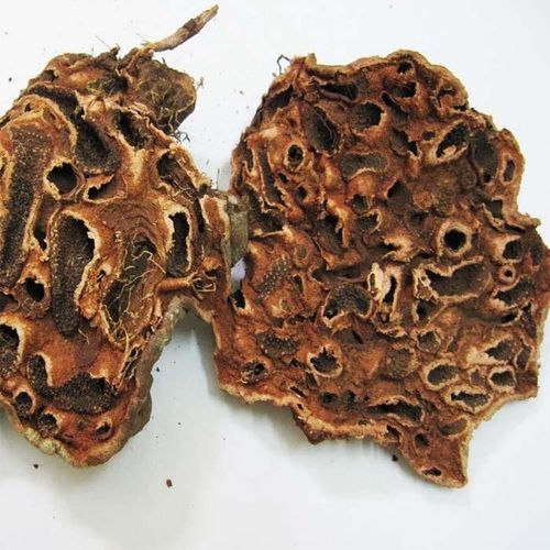 Cây tổ kiến bí kỳ nam được ứng dụng trong một số bài thuốc Y Học Cổ Truyền