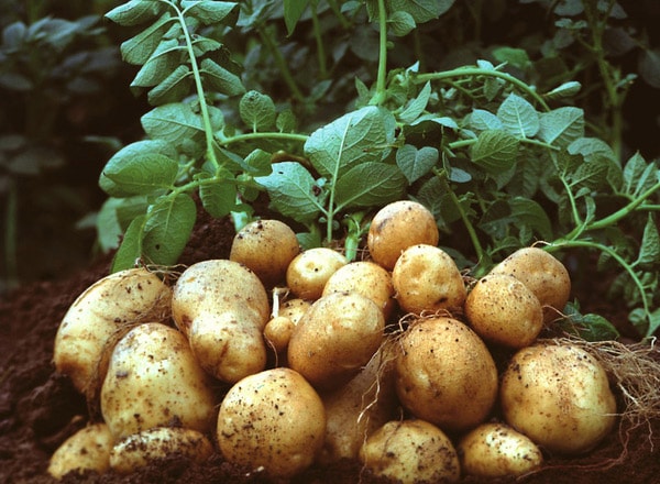 Khoai tây là loài cây nông nghiệp ngắn ngày, loại cây trồng lấy củ rộng rãi nhất thế giới, và là loại cây trồng phổ biến thứ 4 về mặt sản lượng tươi - xếp sau lúa, lúa mì và ngô. Khoai tây có nguồn gốc từ Peru. Hiện tại người ta cho rằng khoai tây đã được du nhập vào châu Âu vào khoảng thập niên 1570 và sau đó nó đã được những người đi biển châu Âu đưa đến các lãnh thổ trên khắp thế giới.