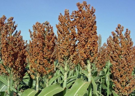 Cao lương là cây lương thực ở châu Á, châu Phi và sử dụng khắp thế giới để nuôi gia cầm, gia súc. Hiện nay, các nhà khoa học đang tìm cách cải tiến loại cây này bằng cách đưa đặc tính chịu lạnh vào cây lúa miến nhằm cho phép lúa miến trồng được ở nhiều nơi hơn và trồng được cả trong giai đoạn đầu xuân, thời điểm mà độ ẩm trở nên cao hơn.