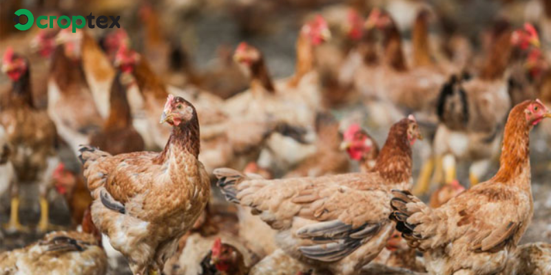 Thách Thức Và Giải Pháp Trong Chăn Nuôi Gia Cầm Ở Nước Ta Hiện Nay