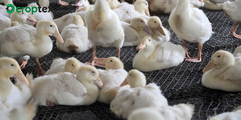 Tiềm Năng Và Tương Lai Của Chăn Nuôi Gia Cầm Ở Nước Ta Hiện Nay