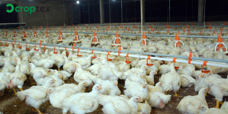 Điểm Sáng Chăn Nuôi Gia Cầm Ở Nước Ta Hiện Nay