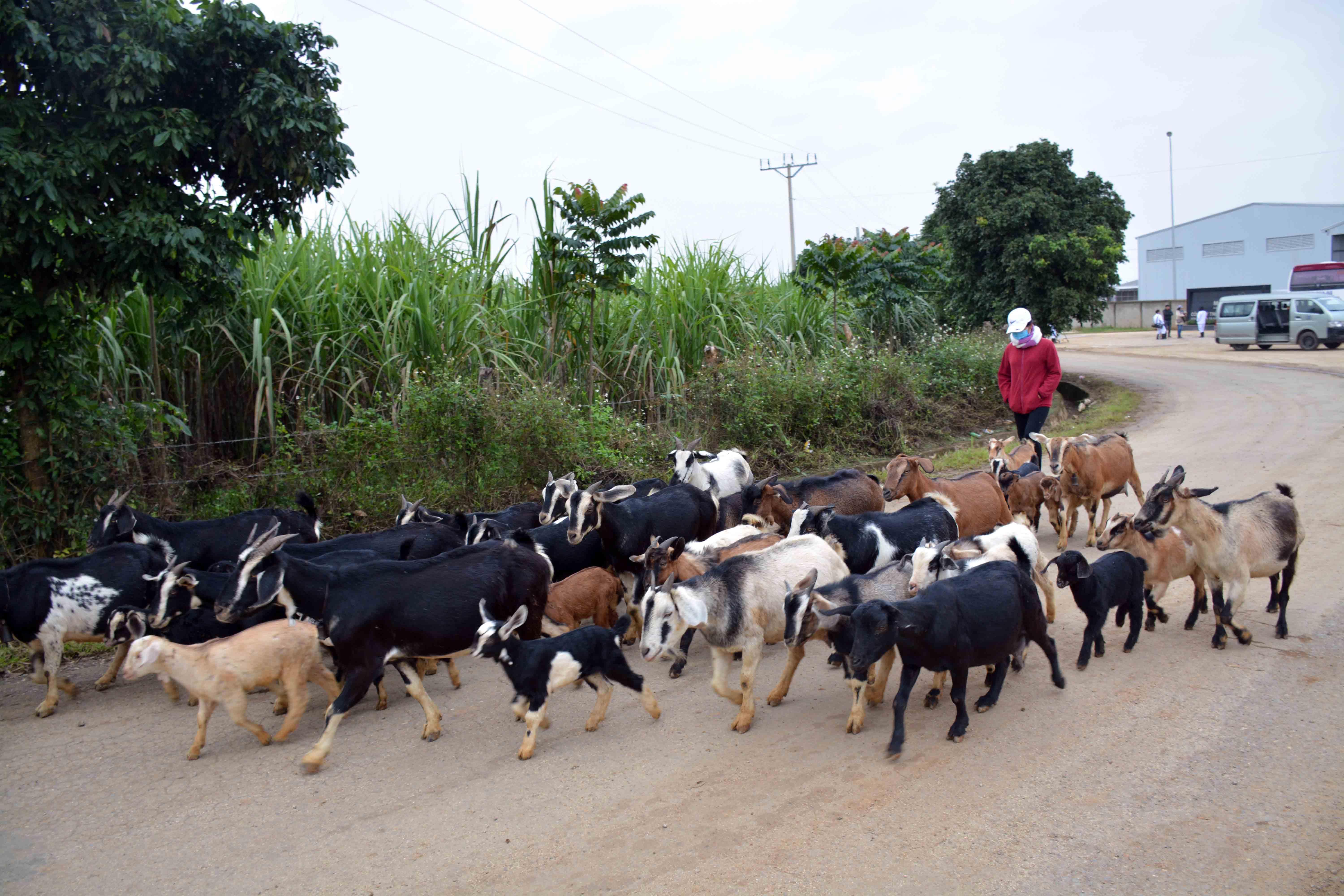 Cơ hội nào để phát triển ngành chăn nuôi gia súc ăn cỏ?