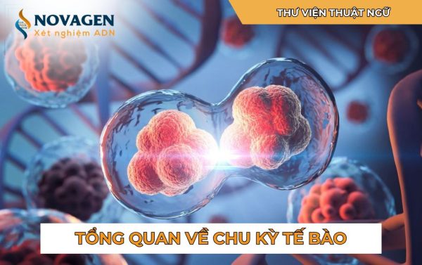 Tổng quan về Chu kỳ tế bào (The Cell Cycle)