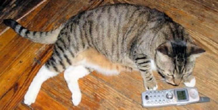 Những chú mèo thông minh cứu chủ thoát chết kỳ diệu - 2