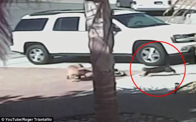 Những chú mèo thông minh cứu chủ thoát chết kỳ diệu