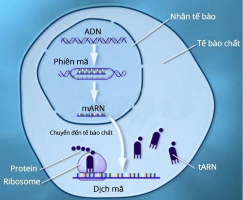 Làm thế nào để gene chỉ dẫn sản xuất ra protein?