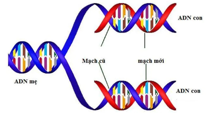 Ứng dụng của ADN trong cuộc sống thường ngày có thể nhiều người chưa biết